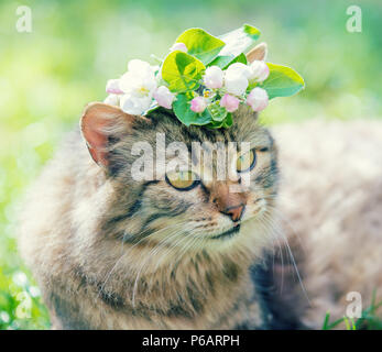 Portrait of a cat with tulip flower on the head, lies in the grass on the garden in spring Stock Photo