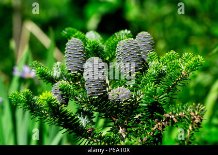 Blue Korean Fir cones on green branches in summer Stock Photo