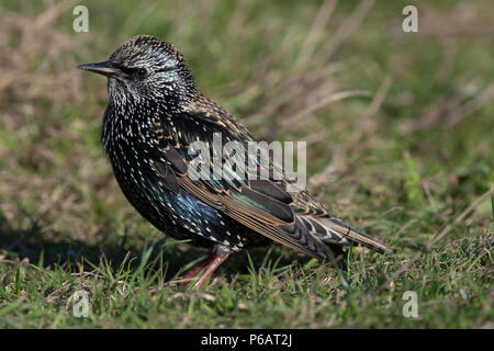 Single Adult Starling, Sturnus vulgaris, UK Stock Photo