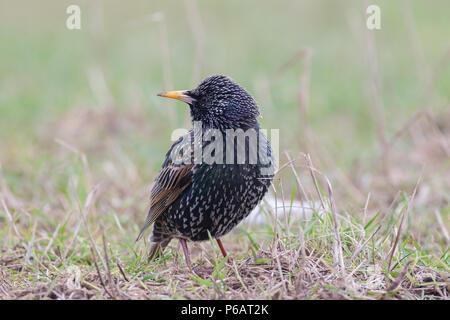 Single Adult Starling, Sturnus vulgaris, UK Stock Photo