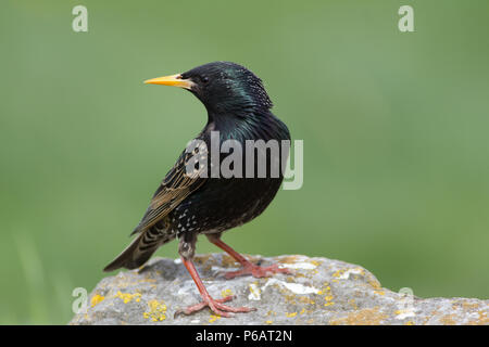 Single Adult Starling, Sturnus vulgaris, UK Stock Photo