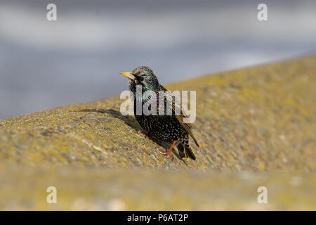 Single Adult Starling, Sturnus vulgaris, UK Stock Photo