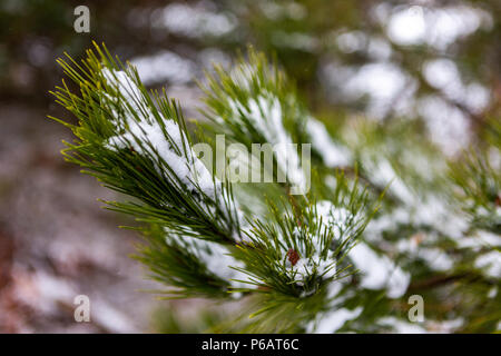 Snow collected on the pine needles of a tree in Oberon New South Wales Australia on 17th June 2018 Stock Photo