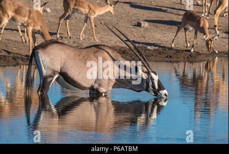 Large giraffe, zebra, oryx, black-faced impala, steenbok herds gather late in the afternoon at the Chudop waterhole, Namutoni, Etosha National Park, N Stock Photo