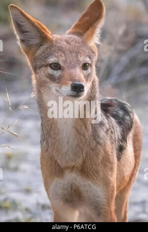 A friendly cape fox pair approaches my tent, Onguma Reserve, Etosha National Park, Namibia Stock Photo