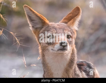 A friendly cape fox pair approaches my tent, Onguma Reserve, Etosha National Park, Namibia Stock Photo