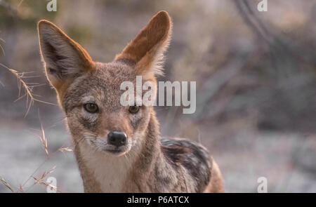 A friendly cape fox pair approaches my tent, Onguma Reserve, Etosha National Park, Namibia Stock Photo