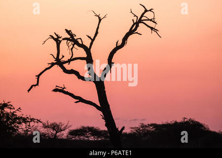 Sunset in the Onguma private game reserve along the western edge of the Etosha National Park, Namibia Stock Photo