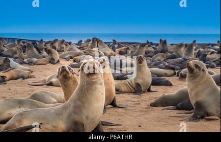 Cape Cross Seal Reserve in the South Atlantic in the Skeleton Coast, Namib desert, western Namibia. Home to one of the largest colonies of Cape fur se Stock Photo