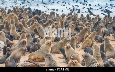 Cape Cross Seal Reserve in the South Atlantic in the Skeleton Coast, Namib desert, western Namibia. Home to one of the largest colonies of Cape fur se Stock Photo