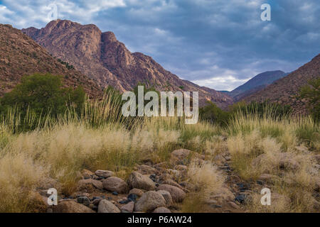 Hiking in the Brandberg massif to see bushmen rock paintings.  Damaraland (Erongo), Namib Desert, Namibia Stock Photo