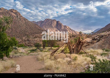 Hiking in the Brandberg massif to see bushmen rock paintings.  Damaraland (Erongo), Namib Desert, Namibia Stock Photo