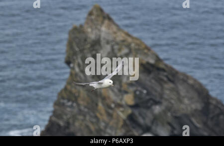 Northern fulmar (Fulmarus glacialis) in flight, Shetland, UK Stock Photo