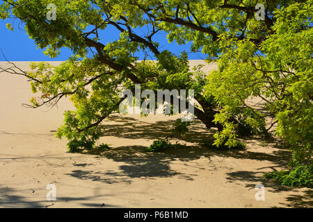A black oak is slowly swallowed by the Mount Baldy sand dune, which moves about 4-feet a year, at the Indiana Dunes National Park Stock Photo