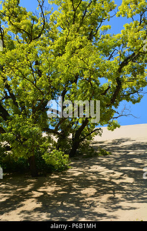 A black oak is slowly swallowed by the Mount Baldy sand dune, which moves about 4-feet a year, at the Indiana Dunes National Park Stock Photo