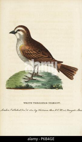 White throated sparrow, Zonotrichia albicollis (Passer pennsylvanica). Illustration copied from George Edwards after Mr. William Bartram of Philadelphia. Handcoloured copperplate engraving from 'The Naturalist's Pocket Magazine,' Harrison, London, 1799. Stock Photo