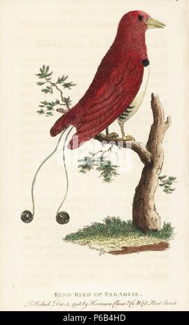 King bird of paradise, Cicinnurus regius. Illustration copied from Pierre Sonnerat. Handcoloured copperplate engraving from 'The Naturalist's Pocket Magazine,' Harrison, London, 1799. Stock Photo