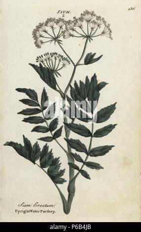 Upright or cutleaf water parsnip, Berula erecta. Handcoloured botanical copperplate engraving by an unknown artist from 'Culpeper's English Family Physician; or Medical Herbal Enlarged, with Several Hundred Additional Plants, Principally from Sir John Hill,' by Joshua Hamilton, London, W. Locke, 1792. Stock Photo