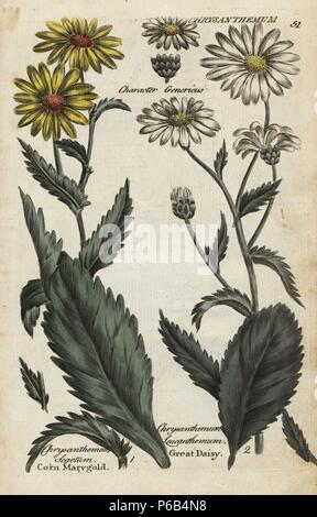 Corn marigold, Chrysanthemum segetum, and great or oxeye daisy, Leucanthemum vulgare. Handcoloured botanical copperplate engraving by an unknown artist from 'Culpeper's English Family Physician; or Medical Herbal Enlarged, with Several Hundred Additional Plants, Principally from Sir John Hill,' by Joshua Hamilton, London, W. Locke, 1792. Stock Photo