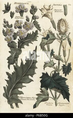 Common henbane, Hyosicamus niger, and thorn apple, Datura stramonium. Handcoloured botanical copperplate engraving by an unknown artist from 'Culpeper's English Family Physician; or Medical Herbal Enlarged, with Several Hundred Additional Plants, Principally from Sir John Hill,' by Joshua Hamilton, London, W. Locke, 1792. Stock Photo