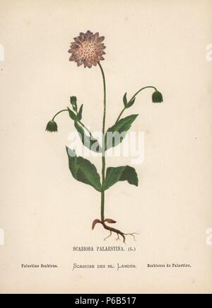 Palestine scabious, Scabiosa palaestina. Chromolithograph of a ...