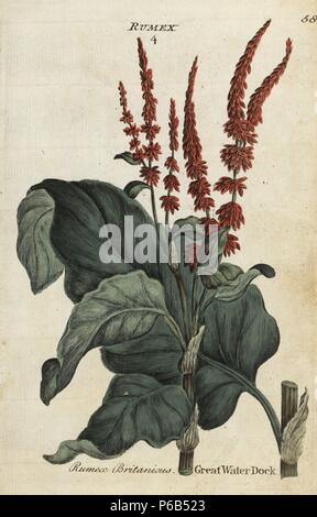 Great water dock, Rumex hydrolapathum. Handcoloured botanical copperplate engraving by an unknown artist from 'Culpeper's English Family Physician; or Medical Herbal Enlarged, with Several Hundred Additional Plants, Principally from Sir John Hill,' by Joshua Hamilton, London, W. Locke, 1792. Stock Photo