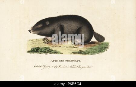 Bathyergus suillus, Print, The Cape dune mole-rat (Bathyergus suillus ...