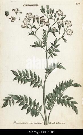 Greek valerian or Jacob's ladder, Polemonium caeruleum. Handcoloured botanical copperplate engraving by an unknown artist from 'Culpeper's English Family Physician; or Medical Herbal Enlarged, with Several Hundred Additional Plants, Principally from Sir John Hill,' by Joshua Hamilton, London, W. Locke, 1792. Stock Photo