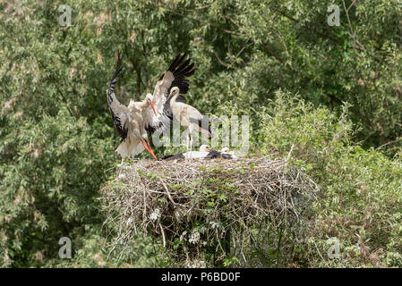 A white stork in flight reaches the young waiting in the nest, horizontal image Stock Photo