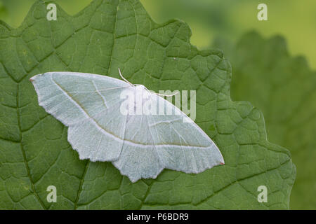 Silberblatt, Silberblattspanner, Silberblatt-Spanner, Perlglanzspanner, Perlglanz-Spanner, Campaea margaritata, Campaea margaritaria, Light Emerald, l Stock Photo