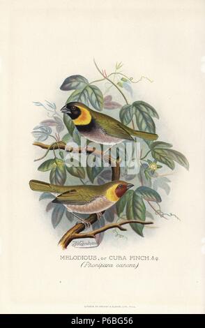 Cuban grassquit, Tiaris canorus. (Melodious or Cuba finch, Phonipara canora) Chromolithograph by Brumby and Clarke after a painting by Frederick William Frohawk from Arthur Gardiner Butler's 'Foreign Finches in Captivity,' London, 1899. Stock Photo