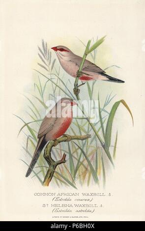 Black-rumped waxbill, Estrilda troglodytes, and common or St. Helena waxbill, Estrilda astrild. Chromolithograph by Brumby and Clarke after a painting by Frederick William Frohawk from Arthur Gardiner Butler's 'Foreign Finches in Captivity,' London, 1899. Stock Photo