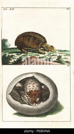 Florida softshell turtle, Apalone ferox (Testudo membranacea) 33 and young in egg. Handcolored copperplate engraving from G. T. Wilhelm's 'Encyclopedia of Natural History: Amphibia,' Augsburg, 1794. Gottlieb Tobias Wilhelm (1758-1811) was a Bavarian clergyman and naturalist known as the German Buffon. Stock Photo