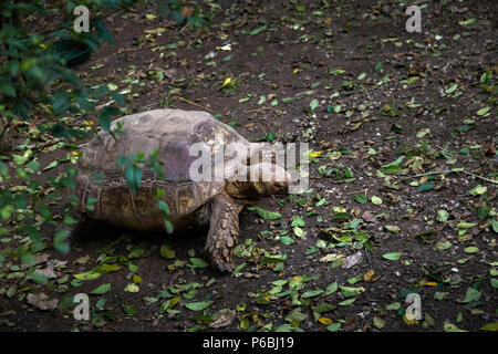 series of photos depicting various species of birds and amphibians in an articiafial oasis Stock Photo