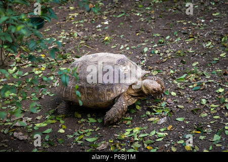 series of photos depicting various species of birds and amphibians in an articiafial oasis Stock Photo