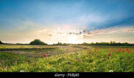 A green field full of red poppies at sunset on a summer day in the Italian countryside near Udine. Golden sunlight on a field of flowers Stock Photo