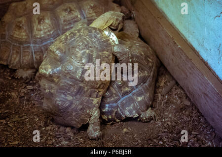 series of photos depicting various species of birds and amphibians in an articiafial oasis Stock Photo