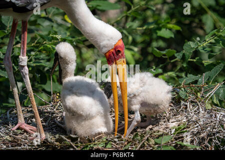 White stork (mycteria cinerea) feeding chicks. Bird's nest. Family mycteria cinerea in the nest. Stock Photo