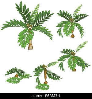 Stages of damage tropical plants isolated on white background. Deforestation. Vector cartoon close-up illustration. Stock Vector