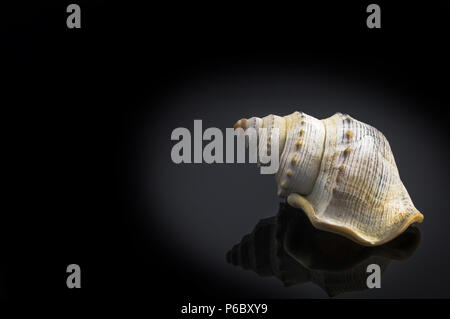 Isolated seashell on dark background Stock Photo