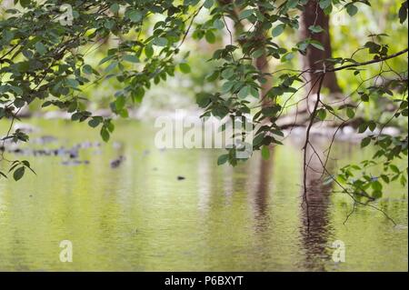 Reflected trees and spring foliage in a slow moving river, Wales, UK. Stock Photo