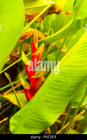 Heliconia in flower at Haitang Baydec Stock Photo