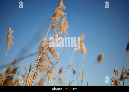 Golden reeds blowing in the wind in summer sunshine Stock Photo