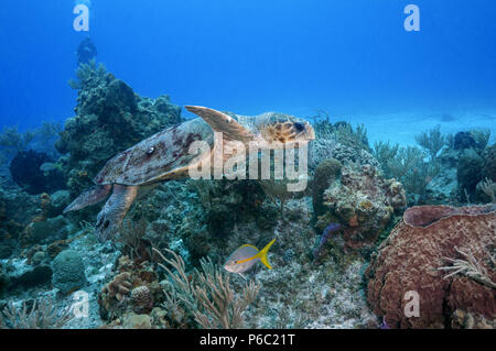 Loggerhead Turtle Stock Photo