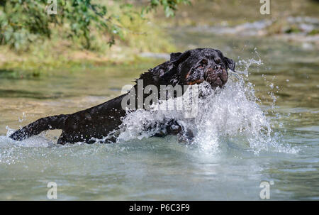 purebred rottweiler playing and jumping in a river Stock Photo