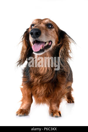 old dachshund in front of white background Stock Photo