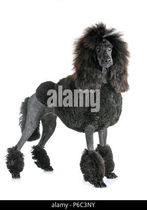 black standard poodle in front of white background Stock Photo - Alamy