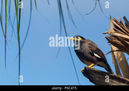 Indian myna (Acridotheres tristis) sitting on a palm tree on Praslin, Seychelles in the Indian Ocean. Stock Photo