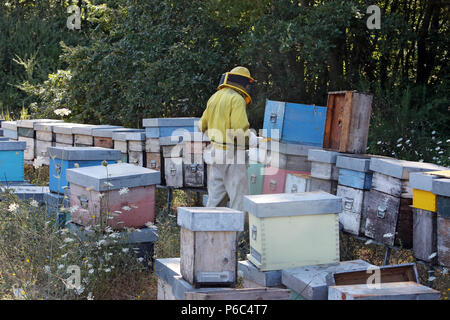 Castel Girogio, Italy, professional beekeeper working on a hive Stock Photo