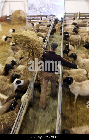 New Kaetwin, Germany - farmer feeds his sheep in the stable with hay Stock Photo